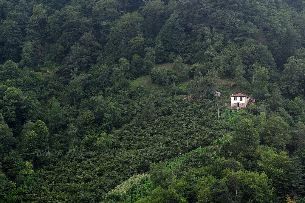 Karadeniz'in doğayla iç içe birleştiği noktalardan biri olan şimşirli köyü